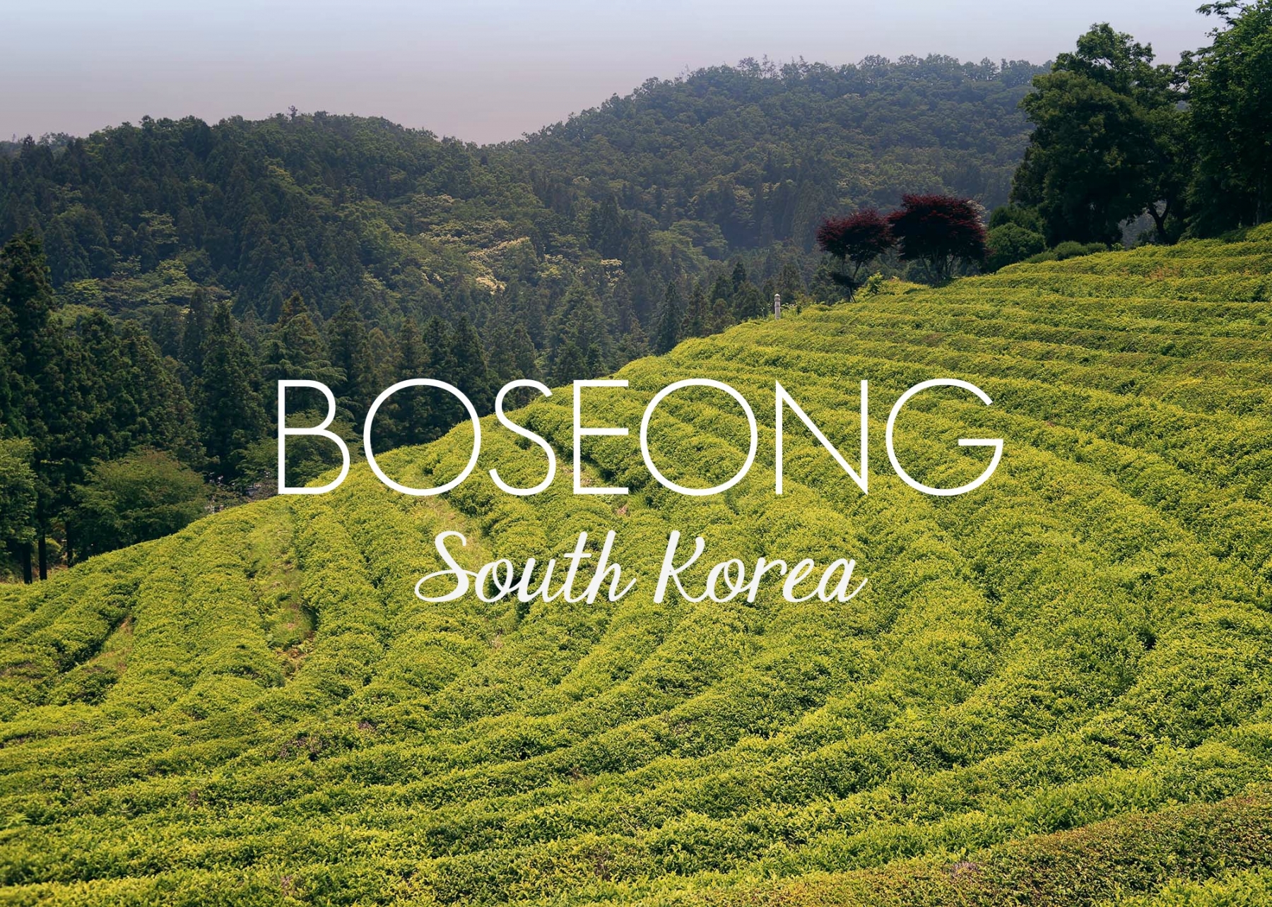 Train Travels - Boseong Tea Fields