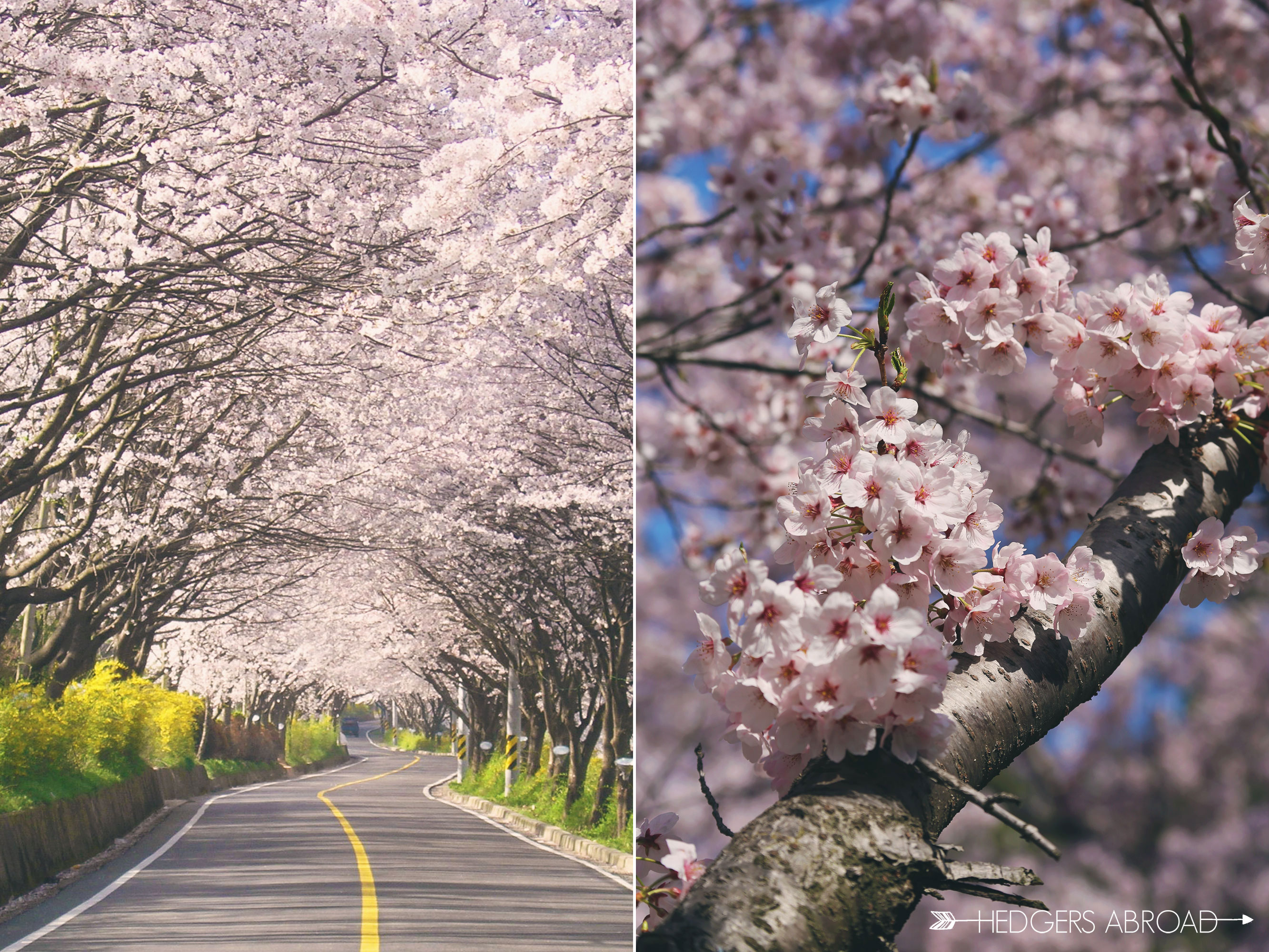 Hadong Cherry Blossoms // SOUTH KOREA