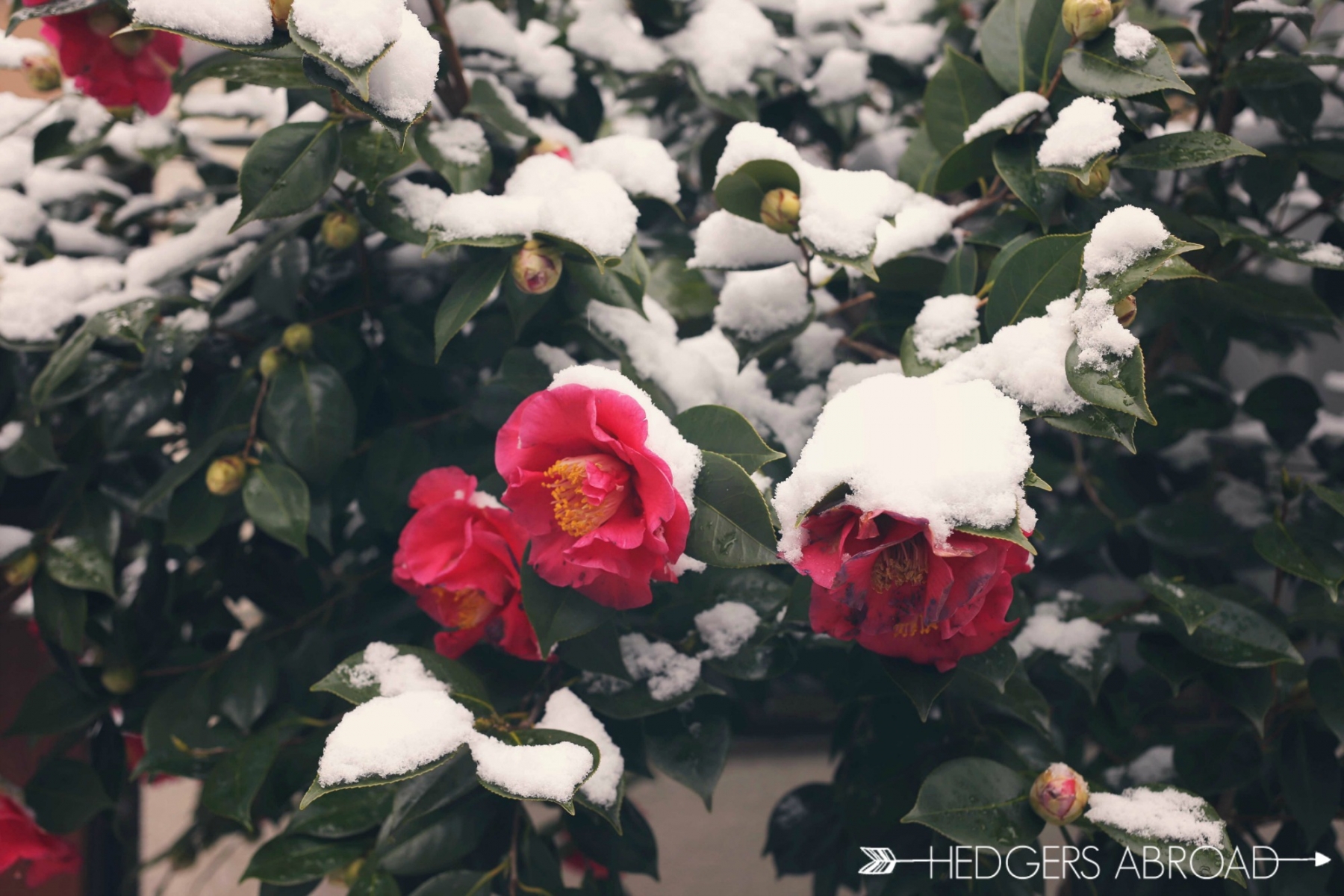 Camellia in snow