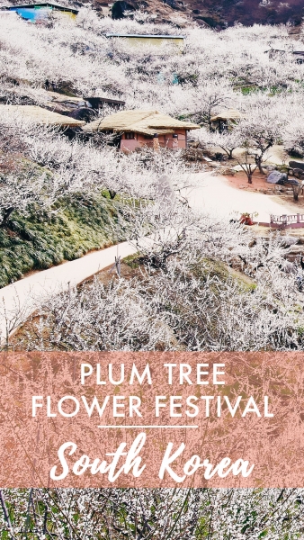 Gwangyang Plum Tree Festival // South Korea