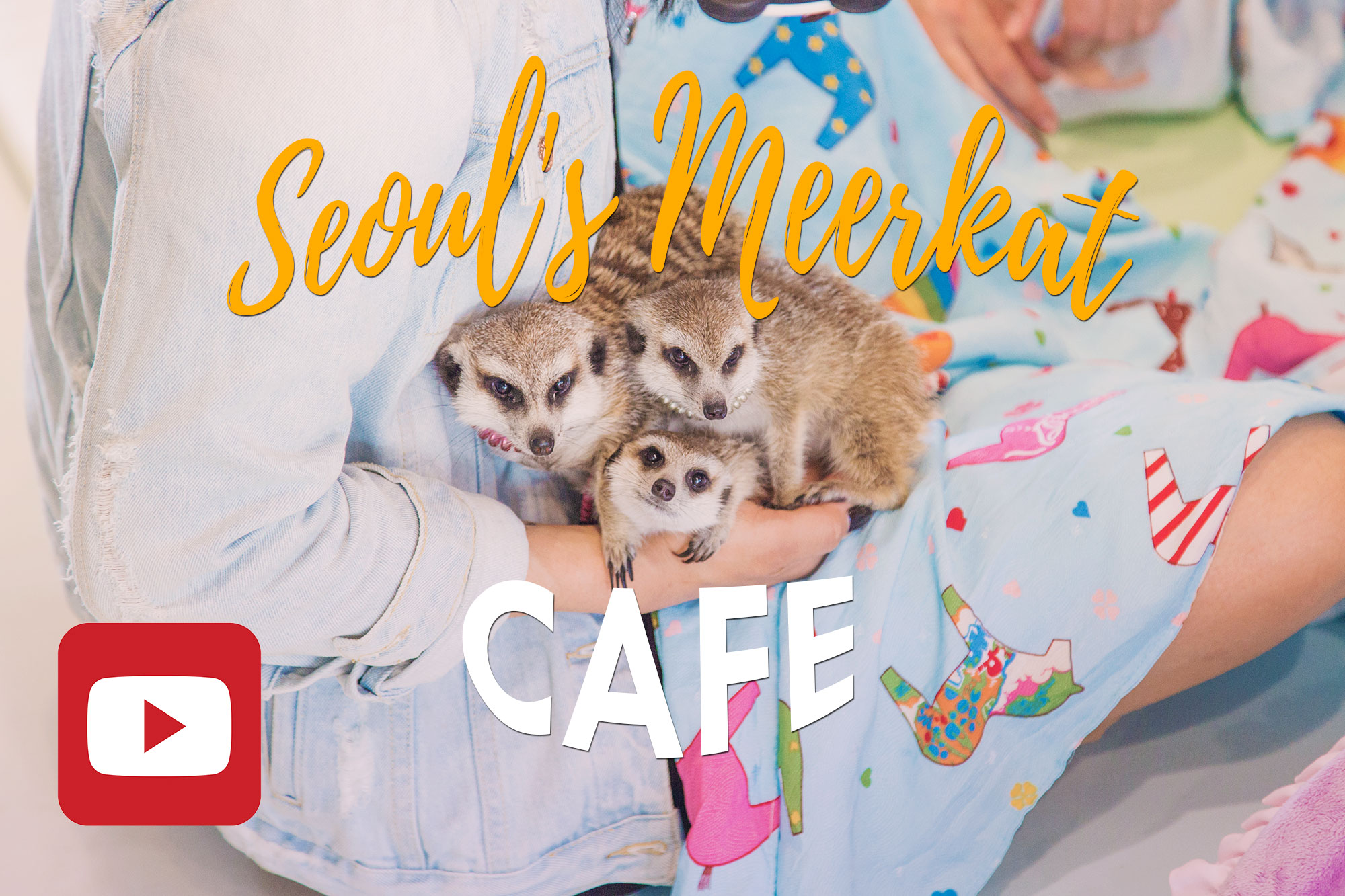 Seoul // MEERKAT CAFE