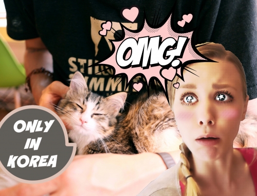 Only In Korea – Cat Cafes