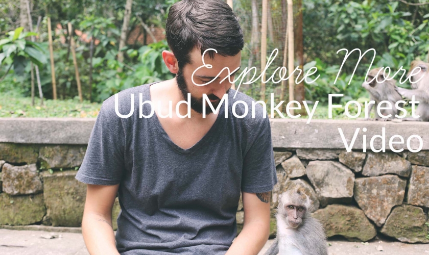The Monkey Forest // Ubud