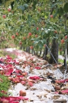 Korean Apple Orchard