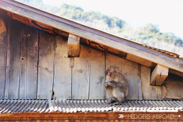 Monkeys // JAPAN