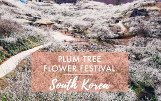 Gwangyang Plum Tree Festival // South Korea