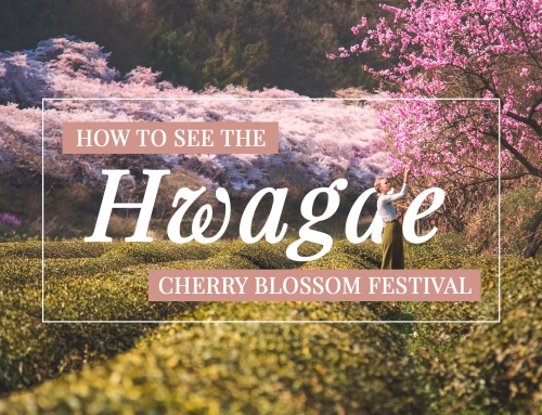 How To See The Hwagae Cherry Blossom Festival